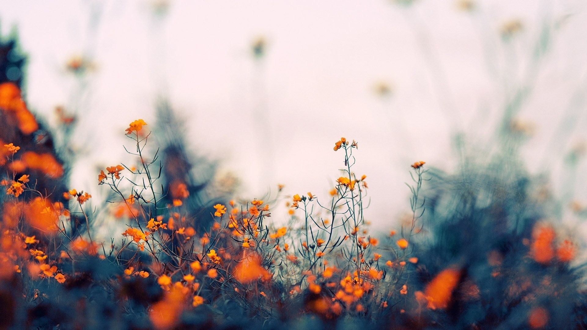 Cluster of small orange flowers.