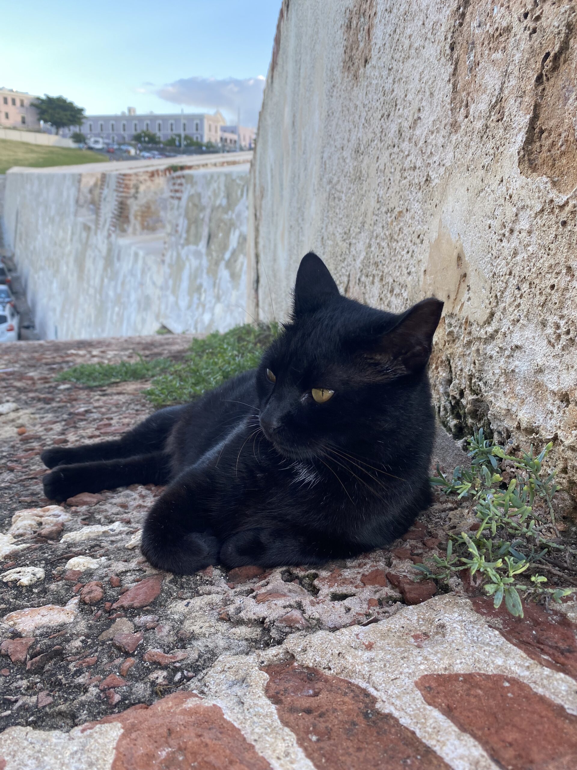 Black cat in front of a cemetery in Puerto Rico, believed to be the guard.